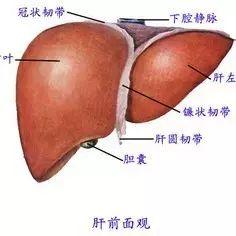 美容师必知的肝胆排毒原理(lǐ)与话术！