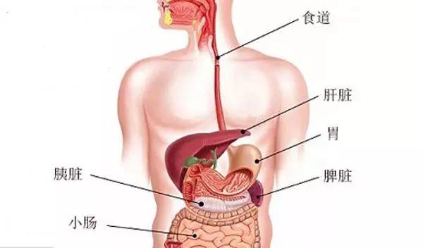 美容师必知的肝胆排毒原理(lǐ)与话术！